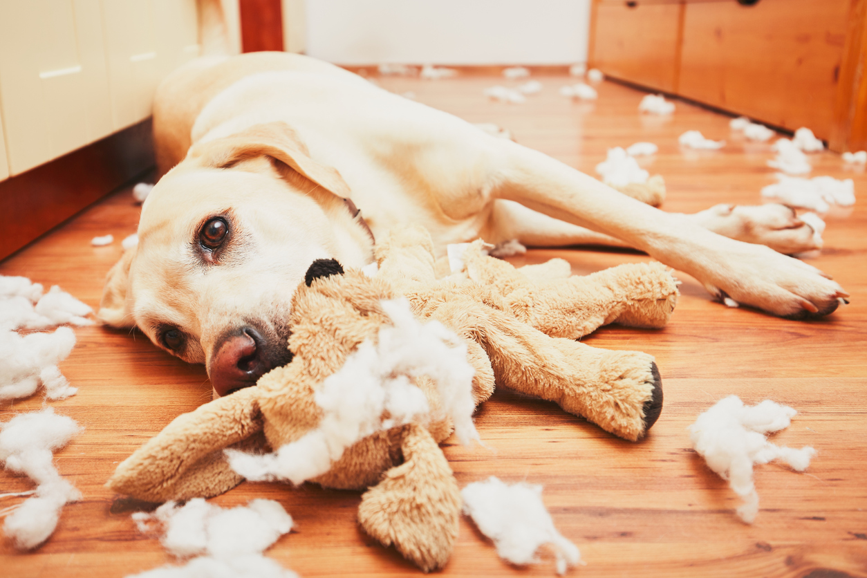 The 10 Best Homemade Dog Toys